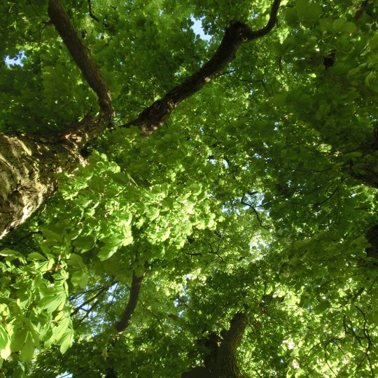 3 Rosskastanien in Habsthal