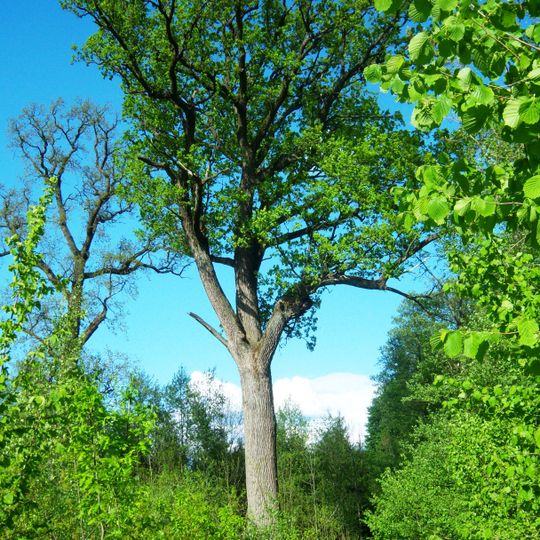 Karčiupio miško ąžuolas