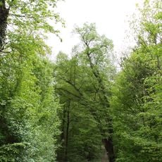 Winterlinde Bockstall