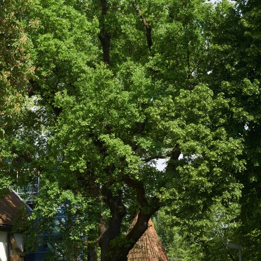 Eiche bei der Michaeliskirche