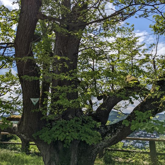 Linde in Spangenberg