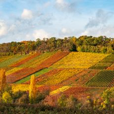 Weinberghang südlich und nordöstlich des Schlosses Stocksberg