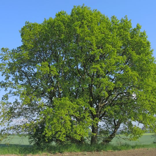 Naturdenkmal Stiel-Eiche ca. 1 km südlich von Hohenfinow, Feldweg am Friedhof, frei stehend in Hohenfinow