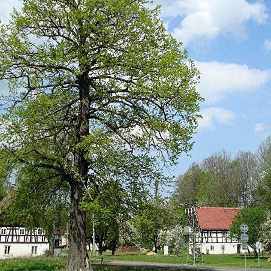 Oak in Višňová