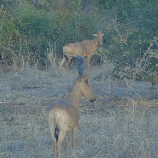 Parque nacional de Zakouma