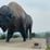Statue du bison géant
