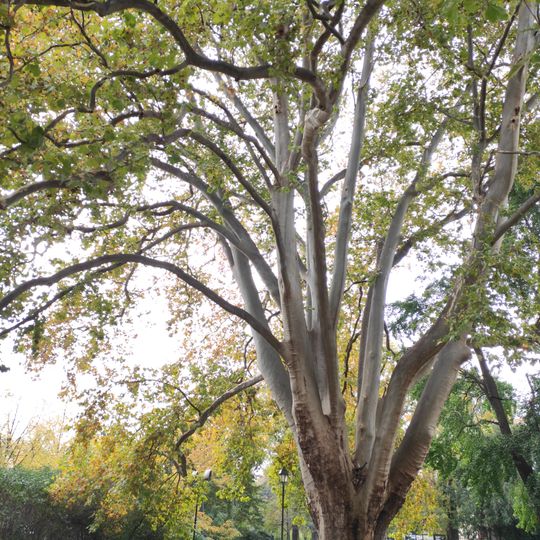 Platanus hispanica in Opava