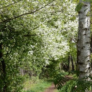 Paisagem de Charcos e Heathland de Oberlausitz