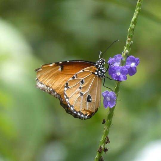 Zanzibar Butterfly Centre
