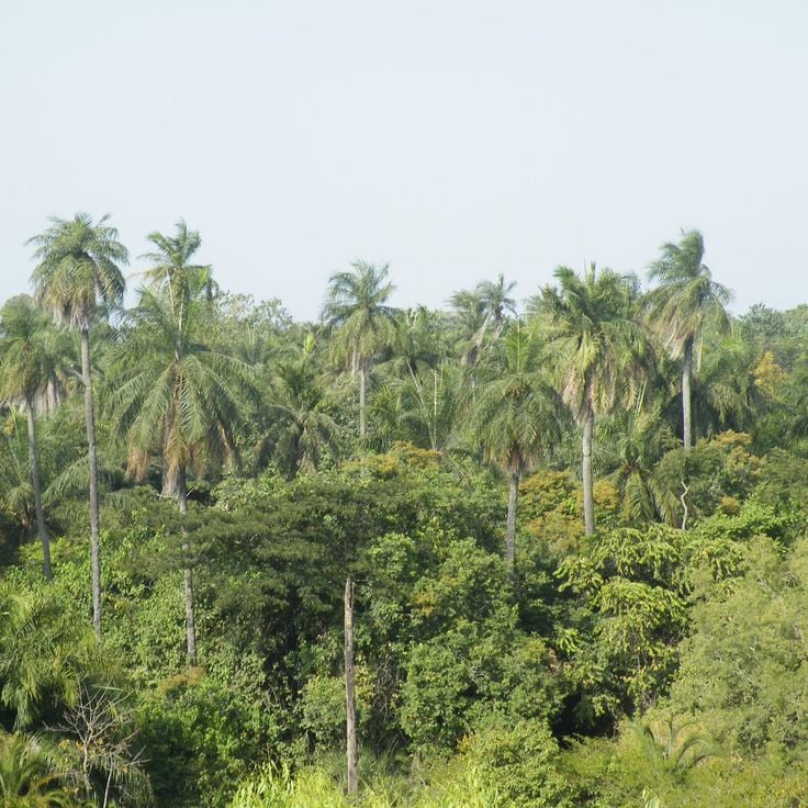 Makasutu Cultural Forest