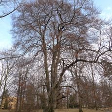 Buk lesní v Třebovicích