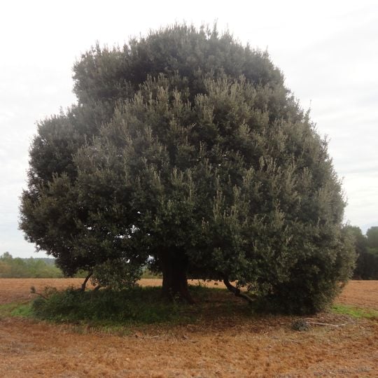 Alzines Reclamadores de Fontcoberta