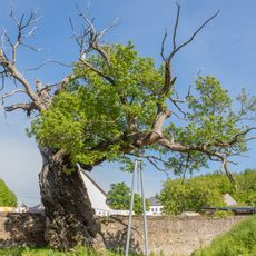 Esskastanie Gersdorf