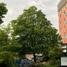 Lincoln University scarlet oak