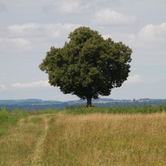 Kaiserlinde bei der Doblkapelle