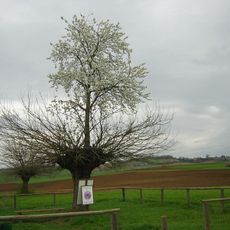 Bialbero di Casorzo
