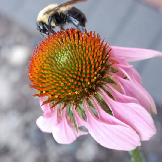 Jardín botánico de Santa Fe