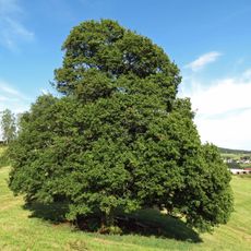 Roškopovská babyka