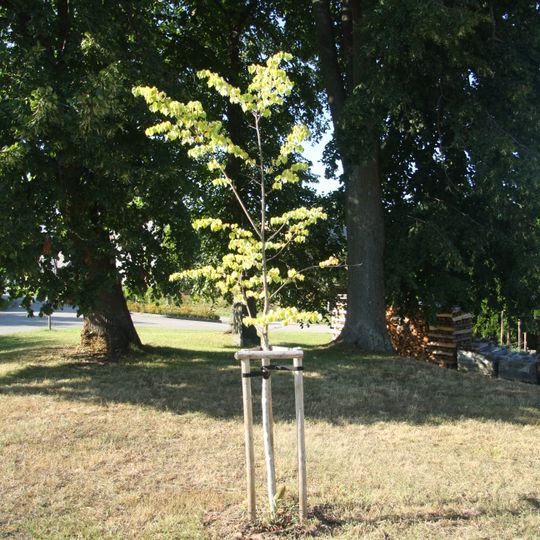 Lípa republiky ve Veselém Žďáru