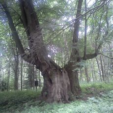 Horní Popovská lípa