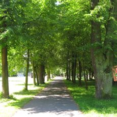 Lipová alej v Chocni od zámku na Chlum