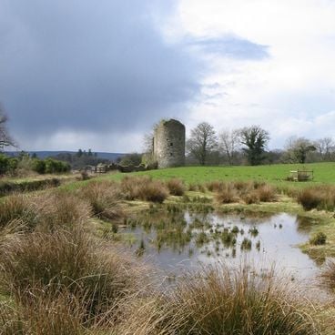 Natuurlijke boomformaties in Ierland
