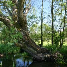 Nature reserve Uroczysko Dzierzbia
