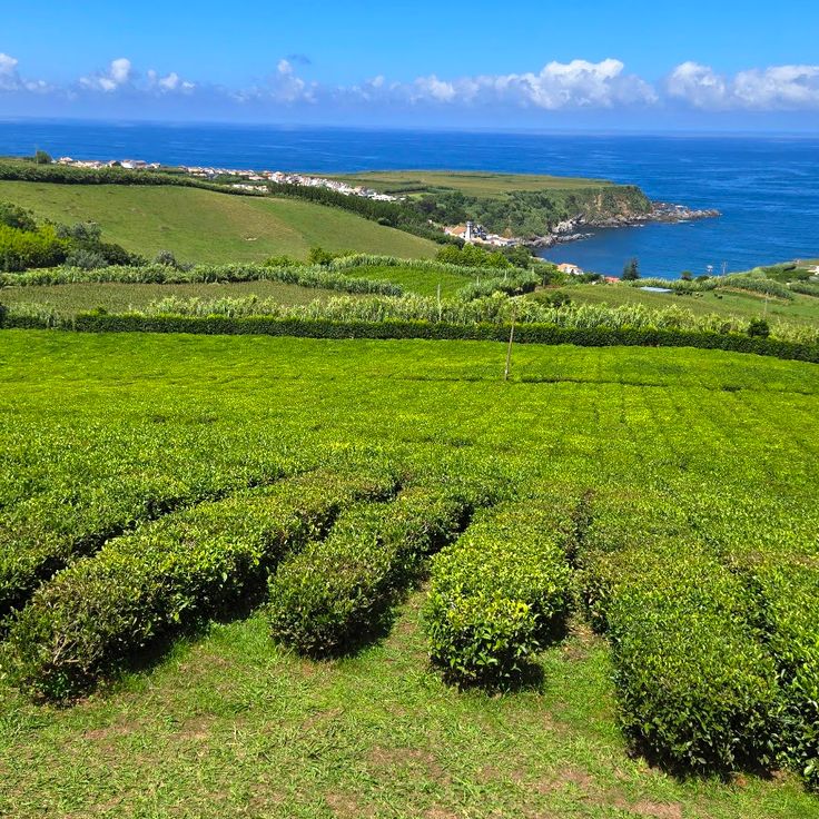Plantacja Herbaty Porto Formoso