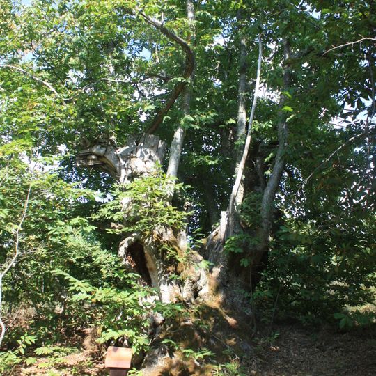 Árvore isolada em Portela - Vale de Quinto