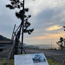 海道の松