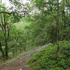 Buchenwald Dedenborn