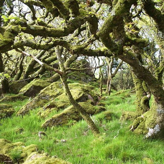 Tŷ Canol National Nature Reserve