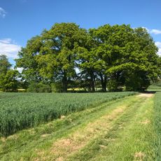 Naturdenkmal Eichenhain Hochäcker