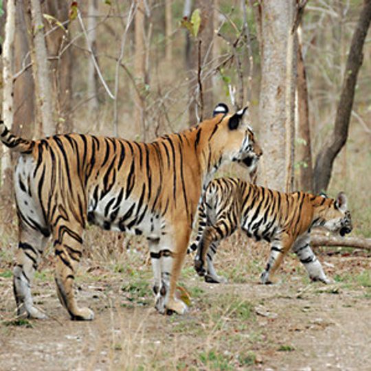 Achanakmar Wildlife Sanctuary