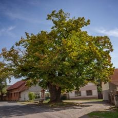 Lípa v Pacově