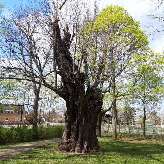 Naturdenkmal Sommerlinde an der Kirche in Ogrosen