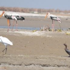 Haiderpur Wetland