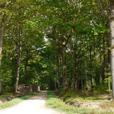 Forest of Rambouillet