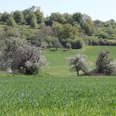 Streuobstwiesen zwischen Erbig und Bischberg