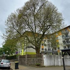 Platane Parkstraße