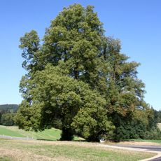 Winterlinden in Zwickledt