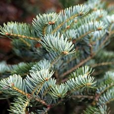 Riserva naturale Montedimezzo