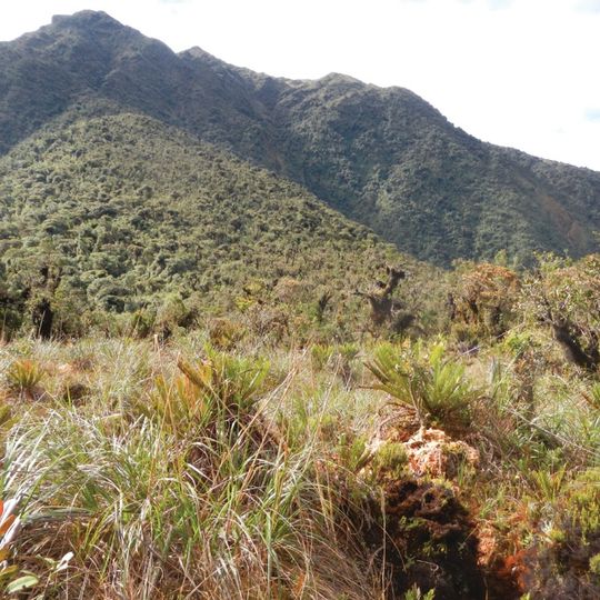 Yanachaga–Chemillén National Park