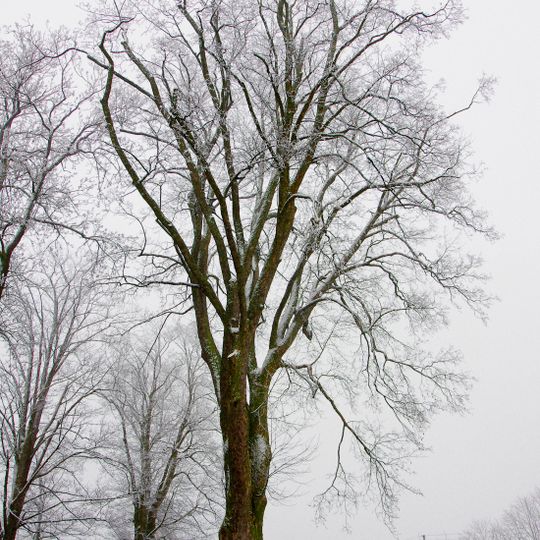 Jindřichovický klen