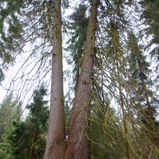 Dvojitý smrk u Šindelové