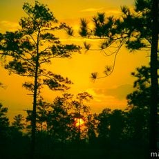 Miskito pine forests