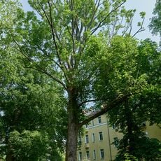 Berg-Ahorn Brosepark