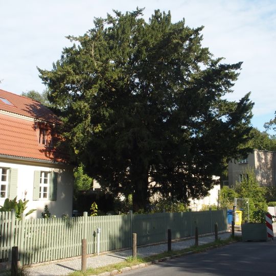 Gemeine Eibe in der Nauener Vorstadt