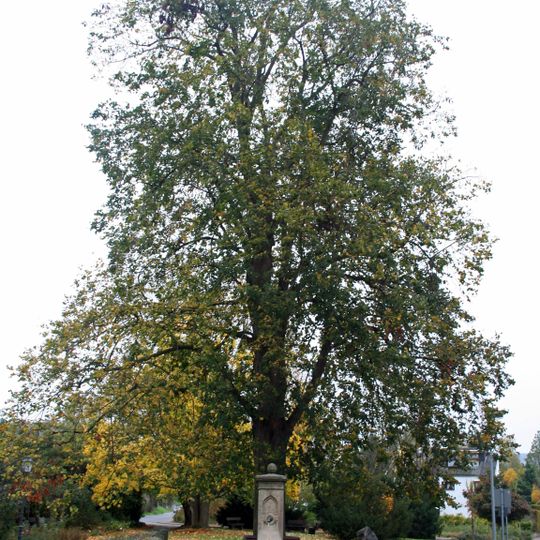 Linde am Brunnen vor dem Tore