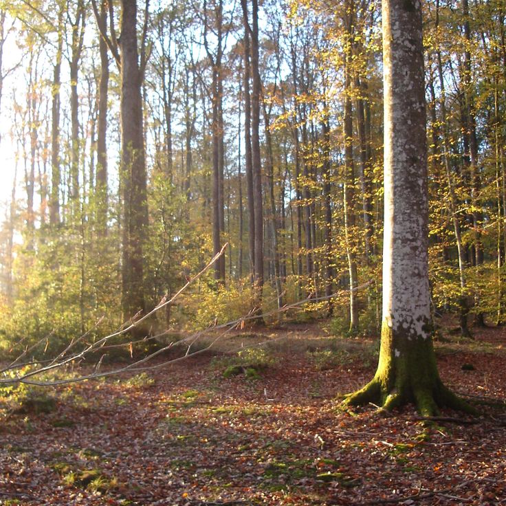 Forêt de Senonches